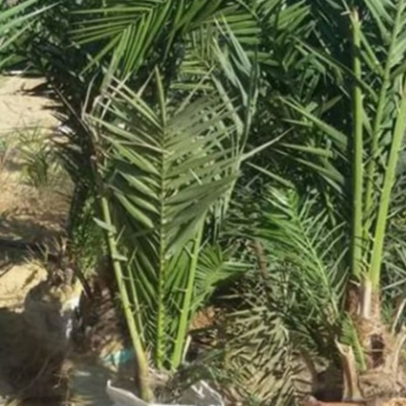 سنابل زراعيه