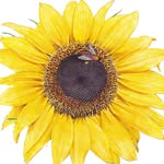 Botanical Interests