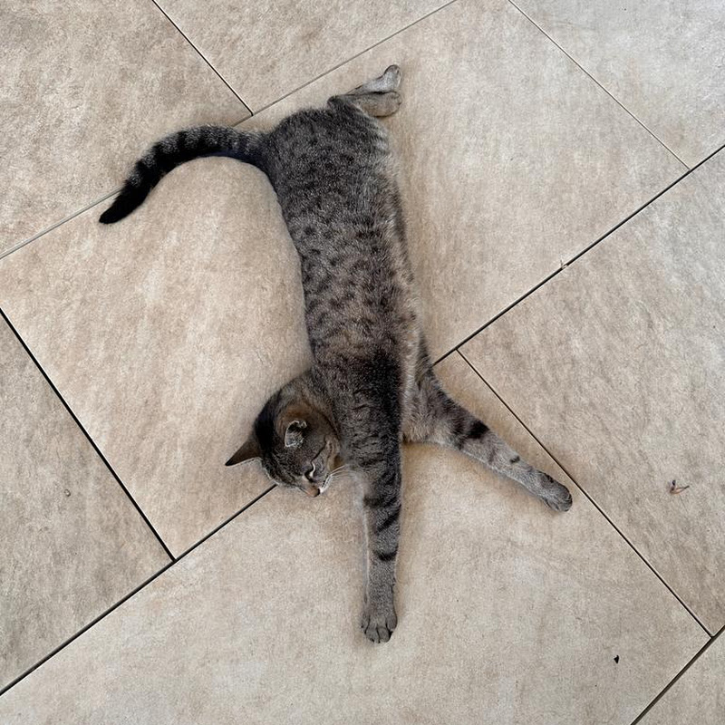 MyLifeAsACat