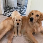 OTTO 🐾 RUPERT