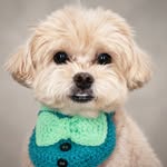 Donut the Maltipoo