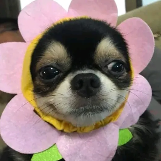 RIZÁ