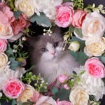 DreamiiDolls ｜Ragdoll Breeder Canada 🐱✨