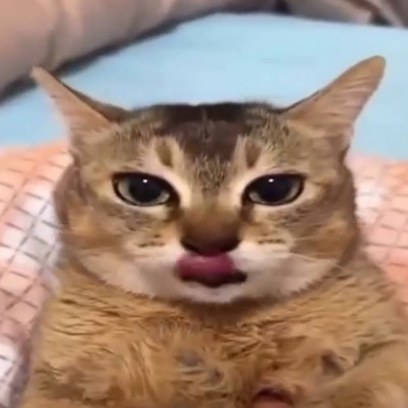 CyanCatVN