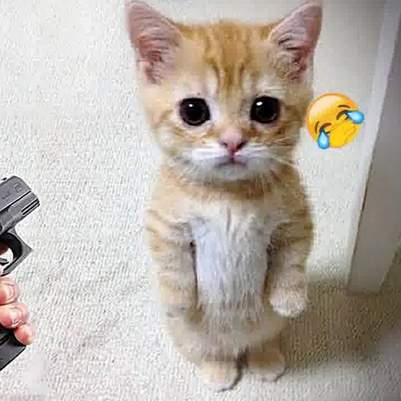 Pets SkuIIz