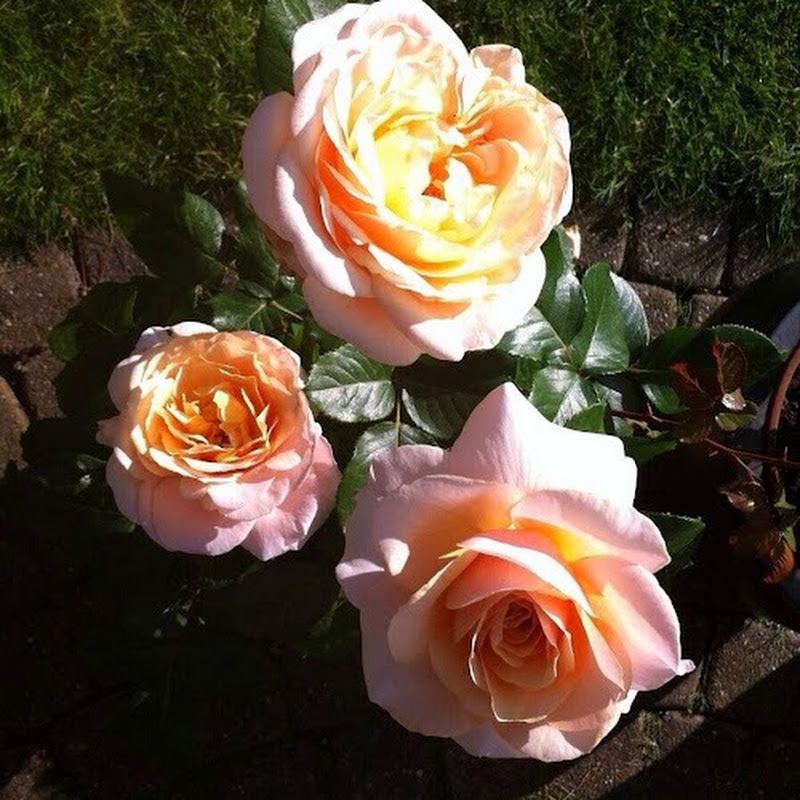 Words of Flowers