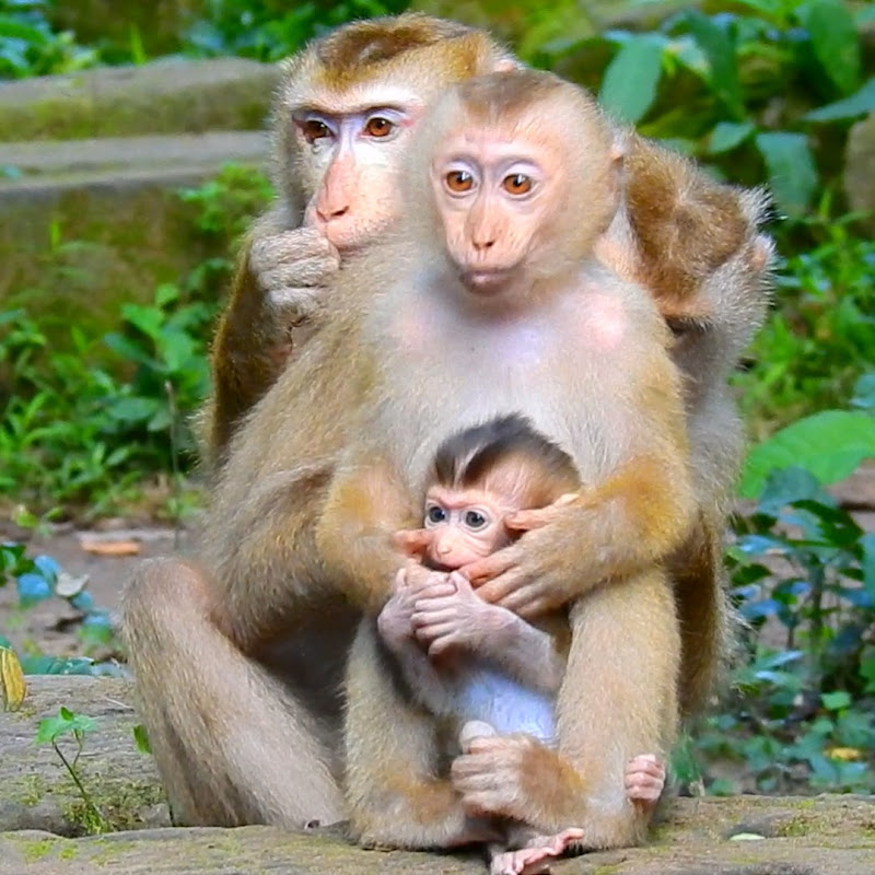 The Monkey Zone