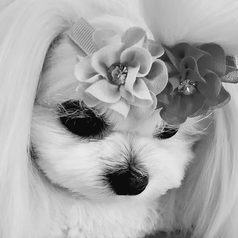 Doggie Royalty