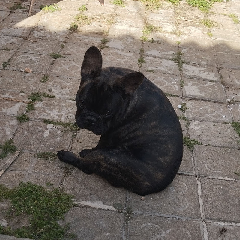 trip french bulldog Vlogs