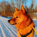 Kapu