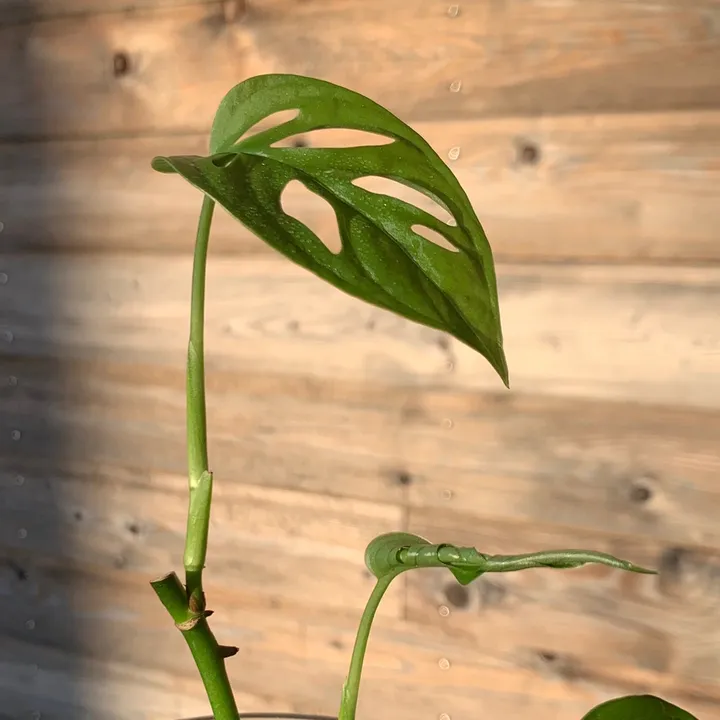 plant_ljuby