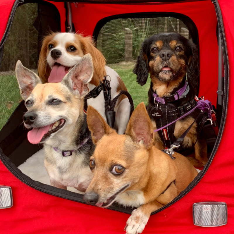 The Pawsome Rescues - Dog TV