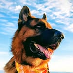 Shadow the Jazzy Shepherd