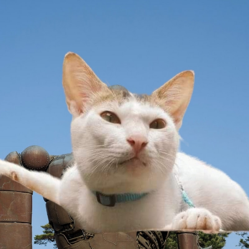 The Moggy Cat's Vlog