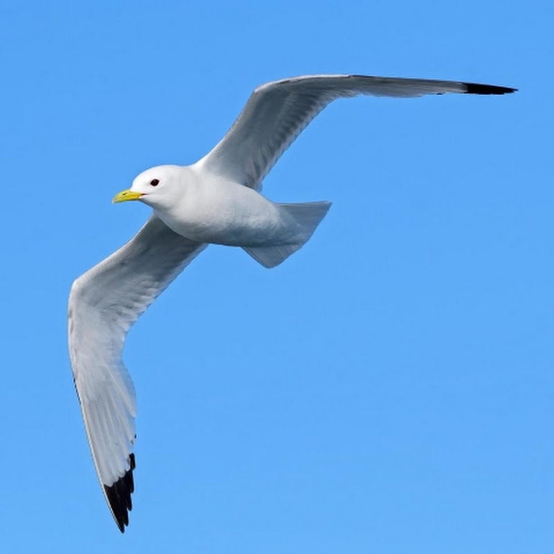 widewings007