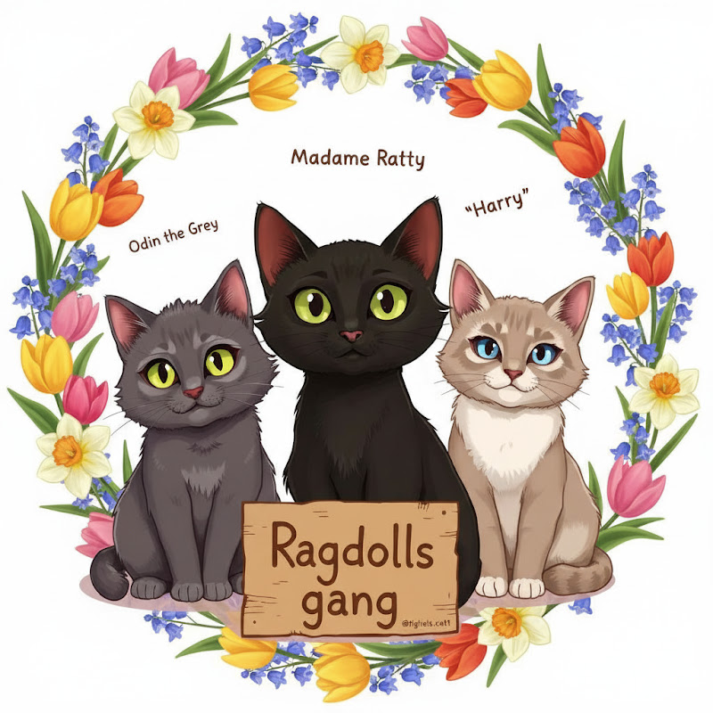 Living with Ragdolls