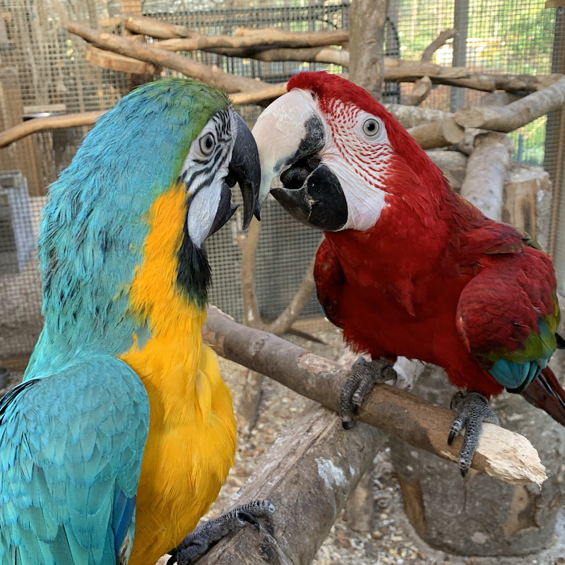Marisa and Bobby Huerlimann / Clonmoylan Aviaries