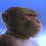 Retro Monkey