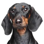 dachshundrulzz