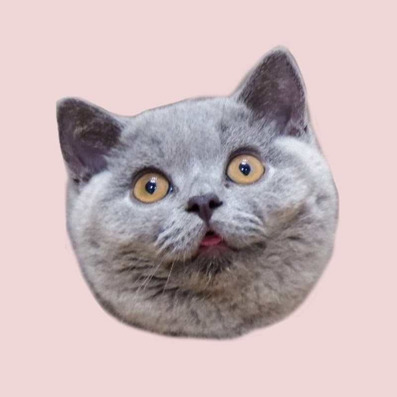 Poppy & Periwinkle the Cats