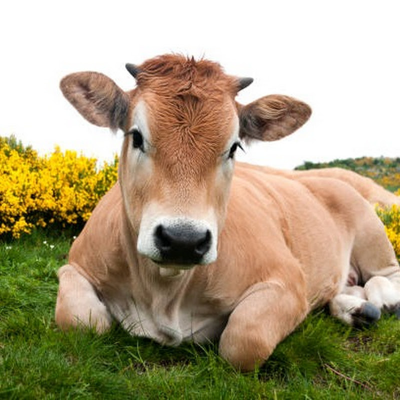 Village Animals 69