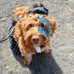 Fergus
