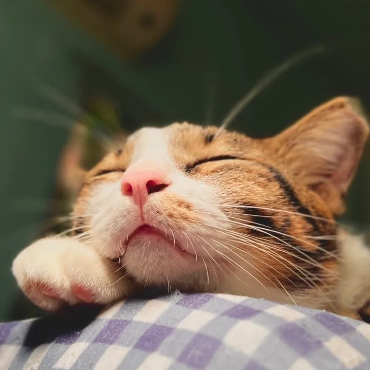喵嗚星🌟