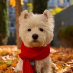 Sami the Westie