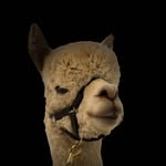 Hephner_the_alpaca