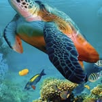 Aquarium Wallpaper