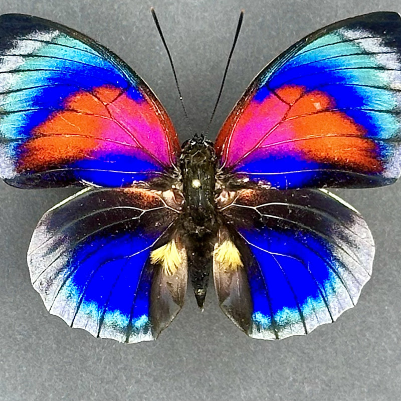 Butterfly Art Studio - Anshul Fernando