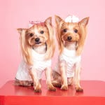 🌸 Gidget Marie & Paisley 🌸