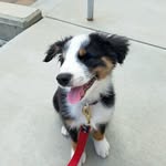 bentleytheaussie