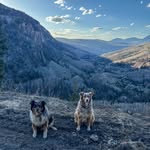 🤍Gertrude & August 🐶🤍|Colorado dogs🏔️