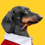 Puppy Jay & Doxie Din