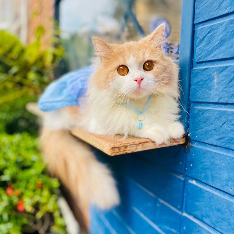 Snowflake Pan 潘雪花