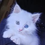 Frost :)