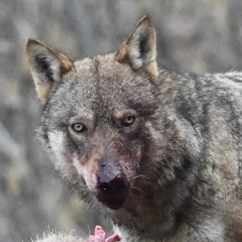 EGZON KODRALIU FOTOGRAFIA NATURALISTICA