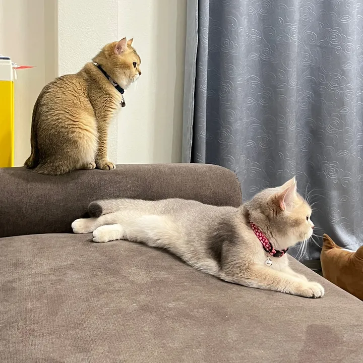 Catster Station