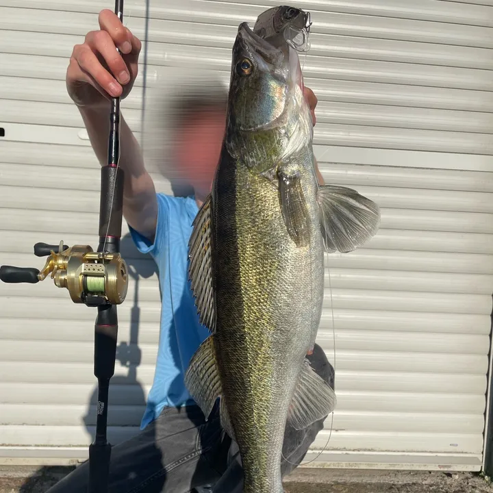 Hooked.Zander