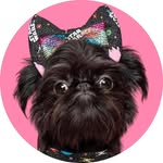Nigella the Brussels Griffon