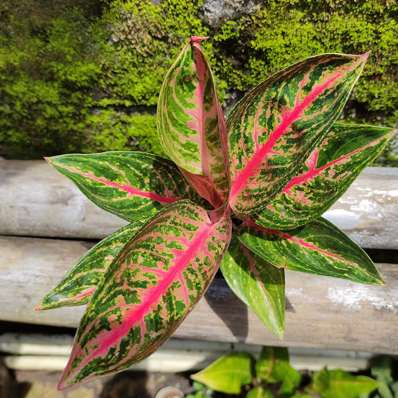 Aglaonema
