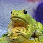 Game of Frogs