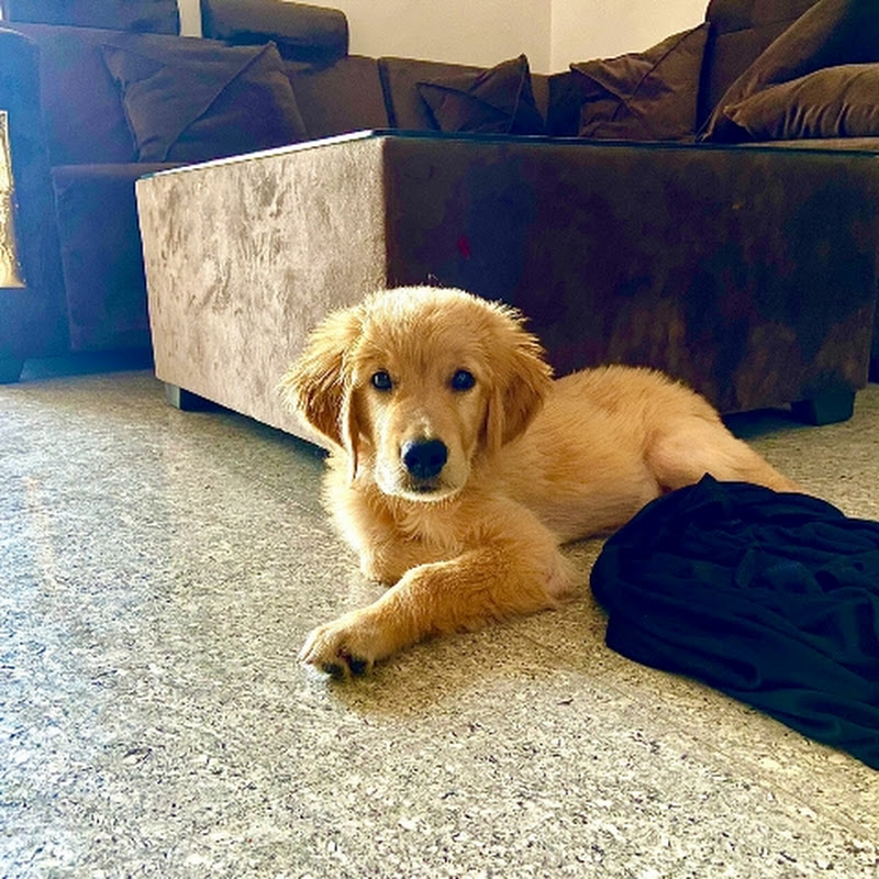 Mini Scout Dog