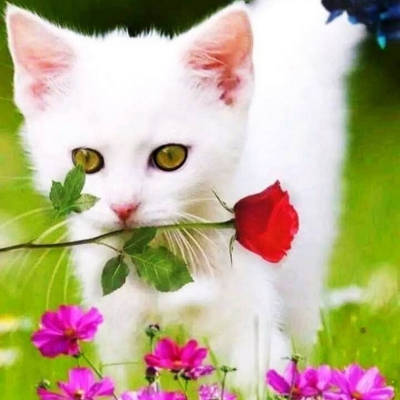 Bella The Cat