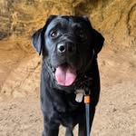 Soffle | The Black Labrador 🐾