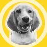Baloo.Locuras_Beagle