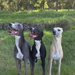 Dexter,Lennox & Colin🐾