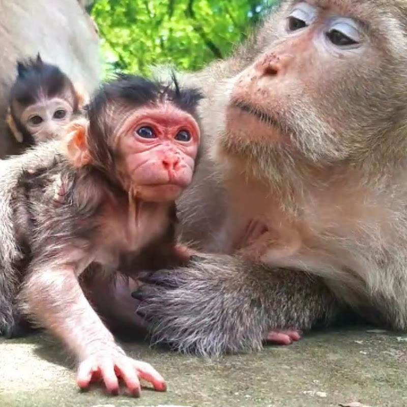 Adorable Monkey