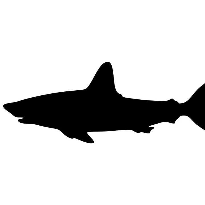 🦈